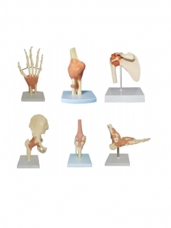 โมเดลข้อต่อกระดูกมนุษย์ แบบแสดงเอ็นยึดข้อ