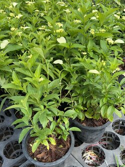 ช้อนทอง Yellow Mussaenda ช่อสุวรรณ,สร้อยสุวรรณ