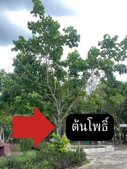 ต้นโพธิ์ Ficus religiosa Linn