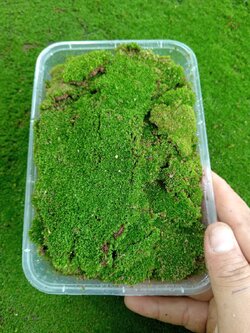 มอสดิน MossLand