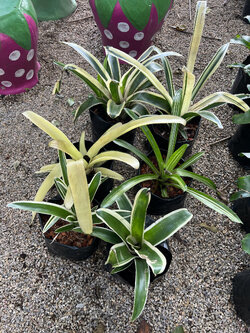 สับปะรดสี Bromeliad