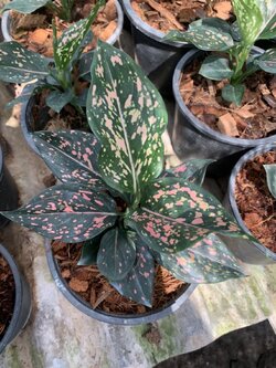 อโกลนีมา รับเงินรับทอง Chinese Evergreen