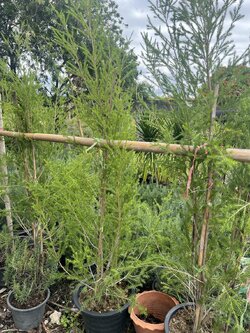 ที ทรี Tea Tree