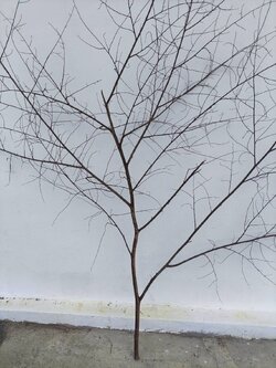 🌿 กิ่งไม้แห้งจริง Tree branch (เบอร์ 27)