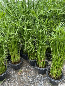 ต้นกก กกราชินีเล็ก Umbrella palm ไม้น้ำ