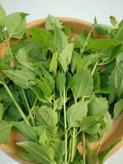 ใบสาบเสือ Siam weed สมุนไพรหายาก