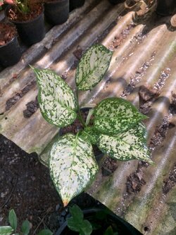 อโกลนีมา อัญมณีขาว