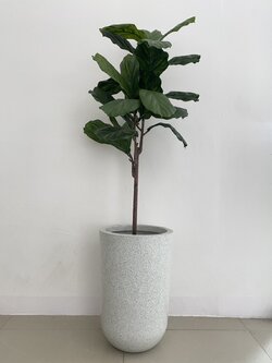 ต้นไทรใบสัก ปลอม Fiddle Fig