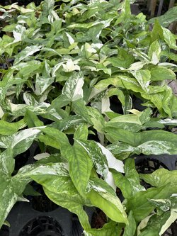 เงินไหลด่างขาว Syngonium podophyllum Variegeted