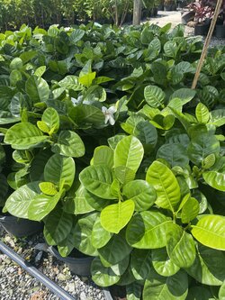 พุดแคระทูอินวัน Gardenia taitensis DC