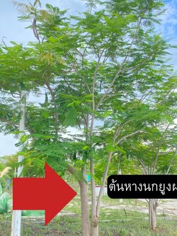 ต้นหางนกยูงฝรั่ง Delonix regia (Hook.) Raf