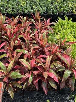 หมากผู้หมากเมีย Cordyline