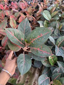 อโกลนีมา