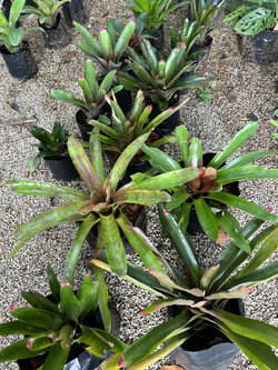 สับปะรดสี Bromeliad