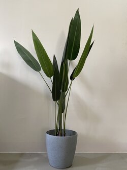 ต้นเบิร์ด ออฟ พาราไดซ์ ปลอม Bird of paradise