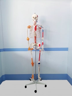 โมเดลโครงกระดูกมนุษย์ ขนาดเท่าของจริง แบบแสดงเอ็นข้อต่อและจุดเกาะกล้ามเนื้อ (รุ่น PVC แข็งแรงพิเศษ)