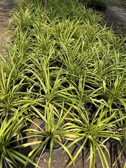 เตยด่าง Blue Screw Pine