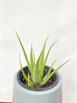 ว่านหางจระเข้ Aloe Vera plants สมุนไพร
