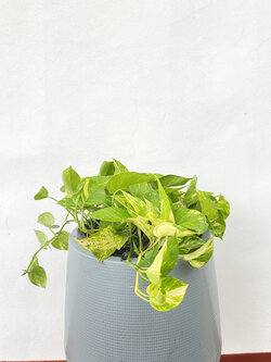 พลูด่าง Devil's Ivy ไม้มงคล ไม้ฟอกอากาศ