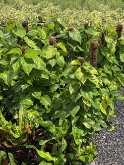 พลูด่าง พันเสา Devil's ivy