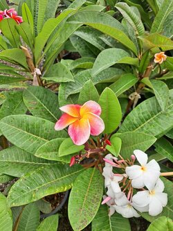 ต้นลีลาวดี ต้นลั่นทม Plumeria ไม้ดอกยืนต้น