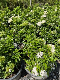 เข็มขาว ixora