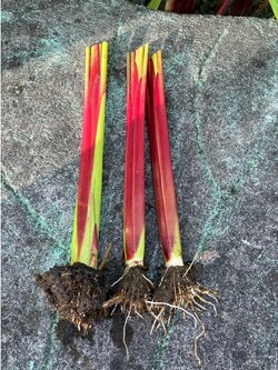 ต้นคล้าน้ำช่อห้อย Alligator Flag ส่งล้างรากตัดใบ (3 ต้นแถม 1 ต้น)