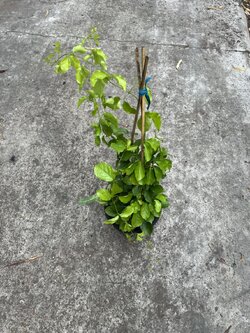 เหลืองชัชวาล ไม้เลื้อย ไม้มงคล cat's claw creeper