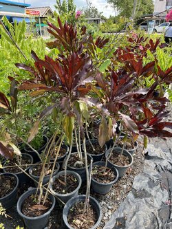 ต้นตีนเป็ด Cerbera odollam