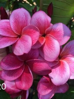 ต้นลีลาวดี ชมพูบุญเย็น ต้นลั่นทม Plumeria ไม้ดอกยืนต้น