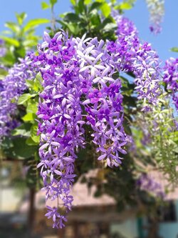 พวงคราม ดอกม่วง Purple wreath ไม้เถาเลื้อย