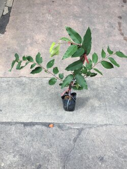 กลายม่วง MITREPHORA KEITHII