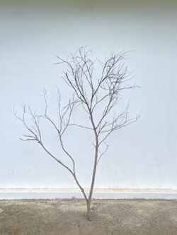 🌿 กิ่งไม้แห้งจริง Tree branch (เบอร์ 34)