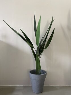 ต้นปักษาสวรรค์ ปลอม Bird of paradise