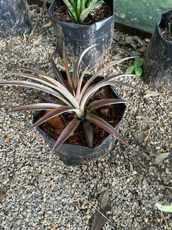 สับปะรดสี Bromeliad