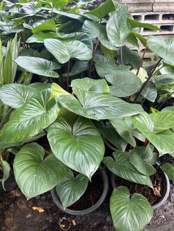 เสน่ห์จันทร์แดง King of heart