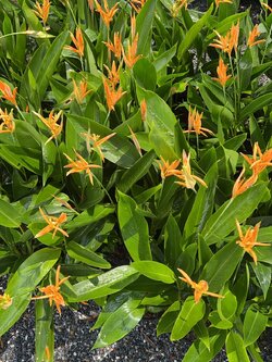 เฮลิโคเนีย ดอกส้ม Heliconia