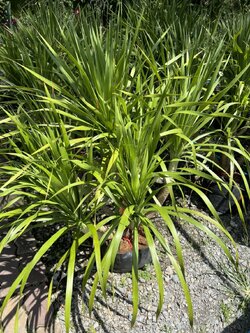 จันหอม Dracaena