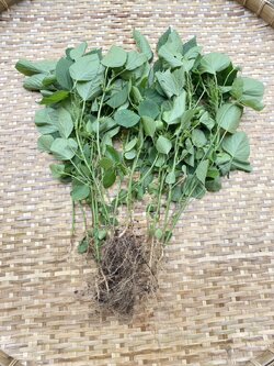 ต้นแคทนิปบอล catnip ball ต้นกัญชาแมว