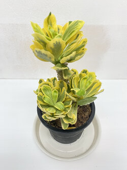 ยูโฟเบียทองอำพัน Euphorbia Poissonii F. Variegata