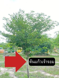 ต้นแก้วเจ้าจอม Guaiacum Officinale Linn