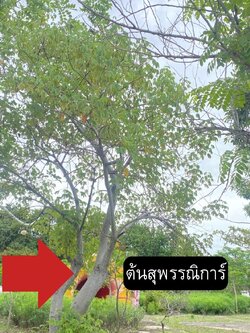 ต้นสุพรรณการ์ Cochlospermum regium (Mart.&Schrank) Pilg