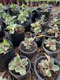 กุหลาบหินด่าง Kalanchoe ไม้อวบน้ำ