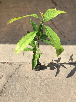 ยี่หุบเมืองกาญ Yee hoob