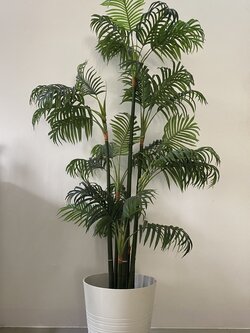 ต้นหมากเหลือง ปลอม Yellow areca
