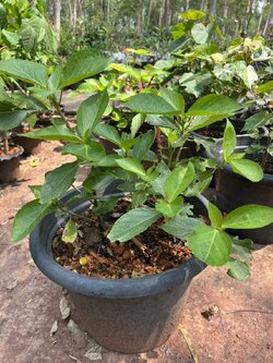 หางกระรอกแดง chenille red hot cattails