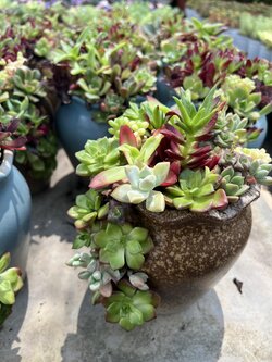 ไม้อวบน้ำพร้อมกระถาง Succulent