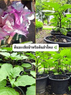 ต้นมะเขือบ้า / ต้นลำโพง