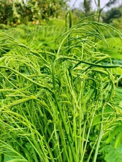 ยอดชะอมสดใหม่ Climbing Wattle