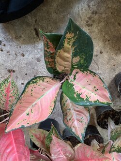 อโกลนีมา ซุปเปอร์พิ้งค์ Aglaonema Super pink